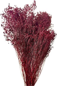 Sušený Broom Bloom bordový, kytica/zväzok