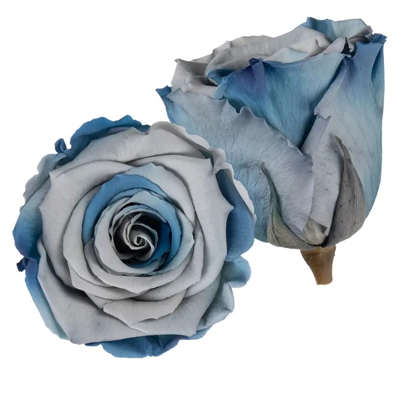 Stabilizovaná růže Rose Amor XL dusty blue žíhaná (hlava)