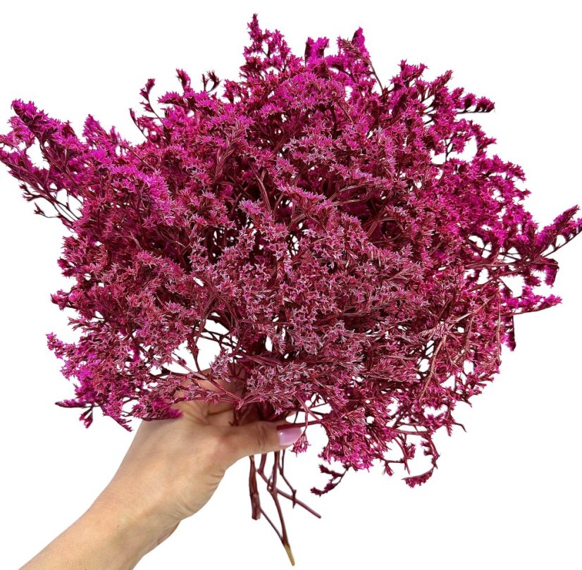 Statica tatarika purpurová zväzok