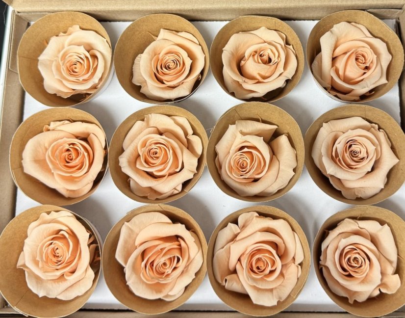 Stabilizovaná růže Rose Amor M+ peach (hlava)