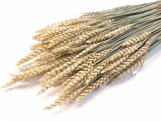 Sušená pšenice přírodní zelená svazek 45g