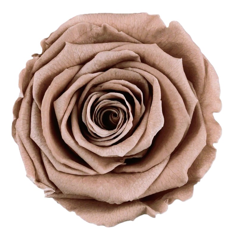 Stabilizovaná ruža Rose Amor XL cappuccino (hlava)