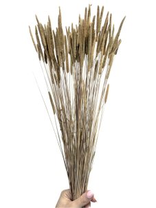 Sušená tráva Phleum prírodná 60cm, zväzok