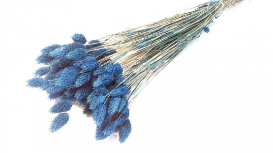 Sušený phalaris kytica/zväzok tmavo modrý NAVY