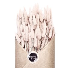 Sušený lagurus (králičí chvostík) sepia rose
