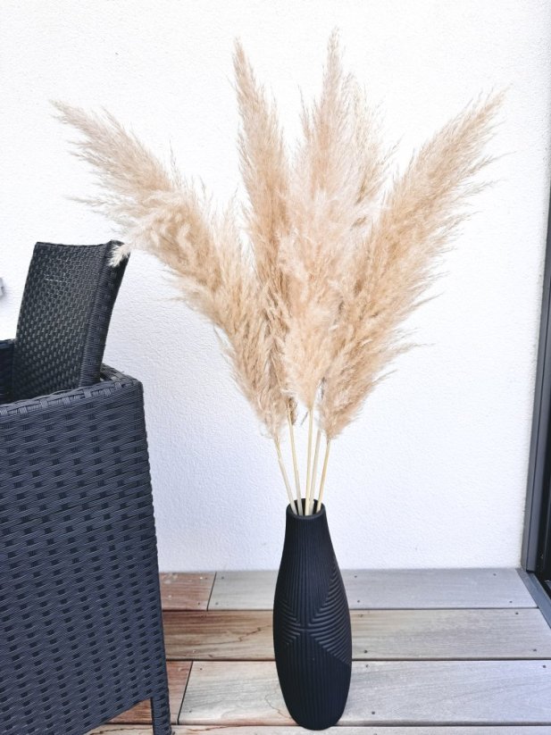 Sušená pampová tráva Cortaderia PAMPAS ECRU  100cm