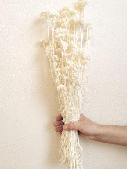 Lonas (brienok) bielený sušený, zväzok/kytica