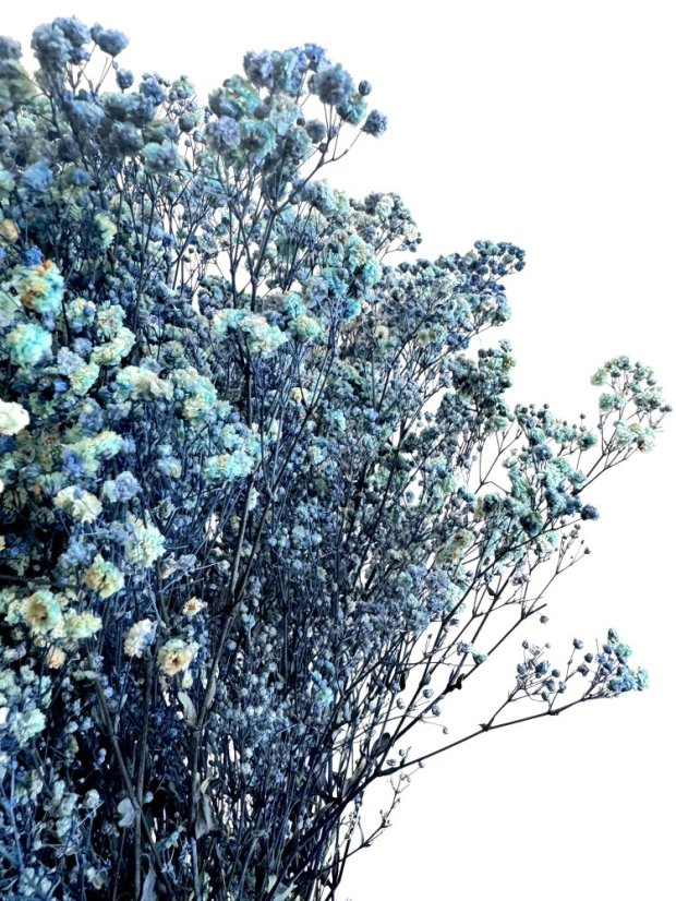 Nevěstin závoj/stabilizovaná Gypsophila svazek/kytice MODRÁ/AZUROVÁ ŽÍHANÁ
