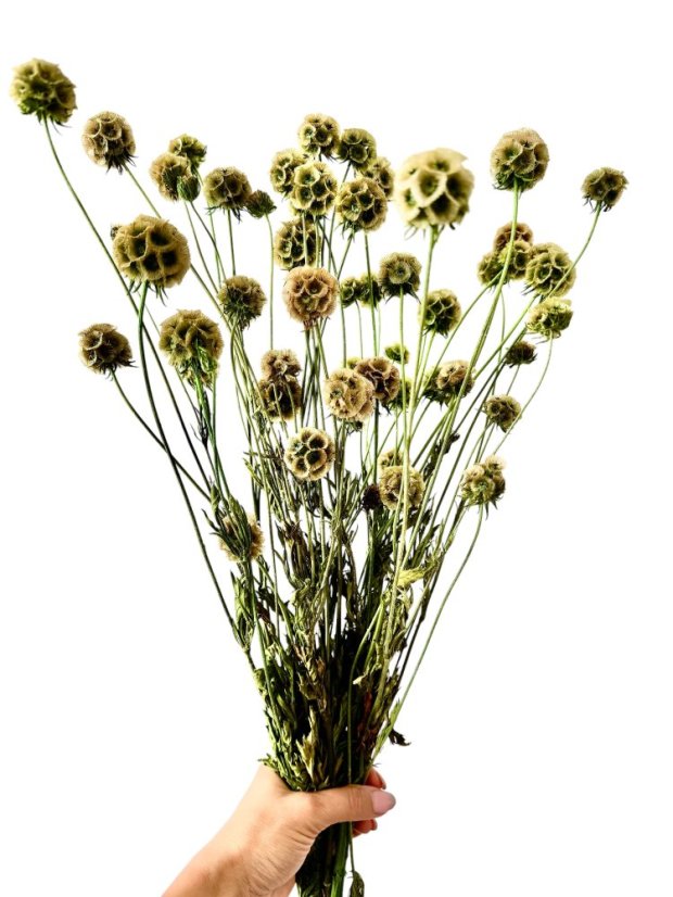 Stabilizovaná Scabiosa zelená / bežová  zväzok 10 kvetov