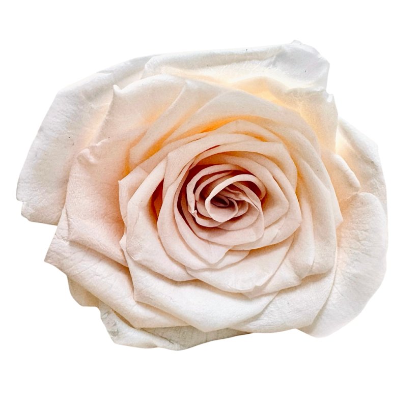 Stabilizovaná růže L/XL OMBRÉ sepia rose/smetanová