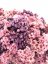 Oxodia sušená ružovofialová, slamienka, zväzok od 45g