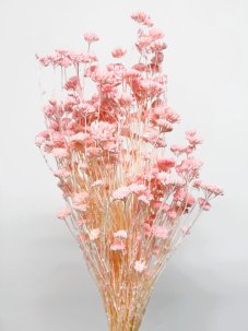 Stabilizovaný rebríček (Achillea)  svetlo RUŽOVÝ zväzok/kytica