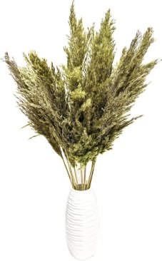 Sušená pampová tráva (pampas)  svetlo zelená 10ks, 50-60cm