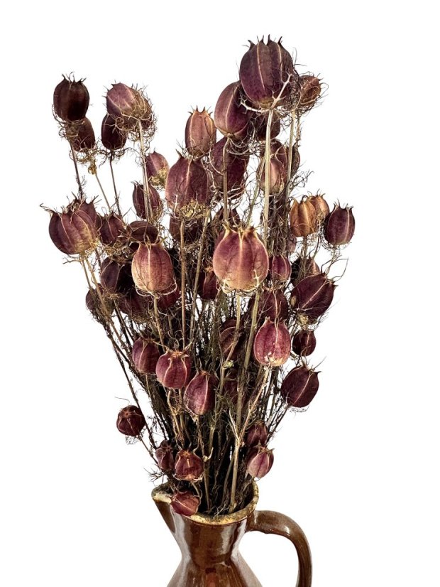 Sušená černucha (Nigella) přírodní bordó svazek