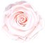 Stabilizovaná ruža Rose Amor XL svetlo ružový nádych/pale pink (hlava)