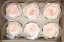 Stabilizovaná ruža Rose Amor XL svetlo ružová/pale pink (hlava)