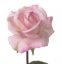 Ruža jemná ružová 'ako naozajstná' Ø 7,5cm, 70cm