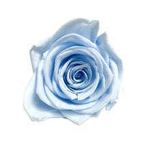 Stabilizovaná ruža M/L svetlo modrá/baby blue