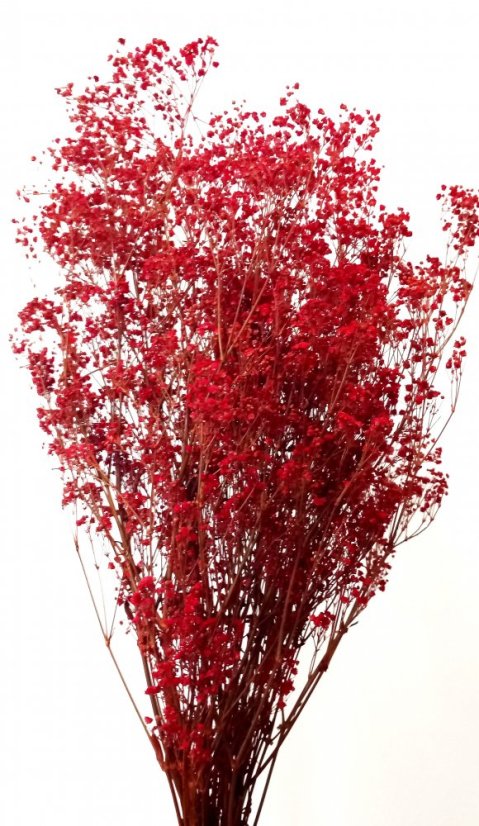 Nevěstin závoj/stabilizovaná Gypsophila svazek/kytice červená - Balení: 90g-95g Nevěstin závoj/stabilizovaná Gypsophila svazek/kytice červená - Balení: 90g-95g