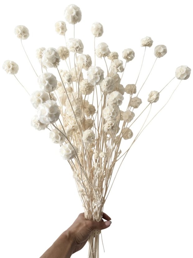 Stabilizovaná Scabiosa bělená svazek 10 květů