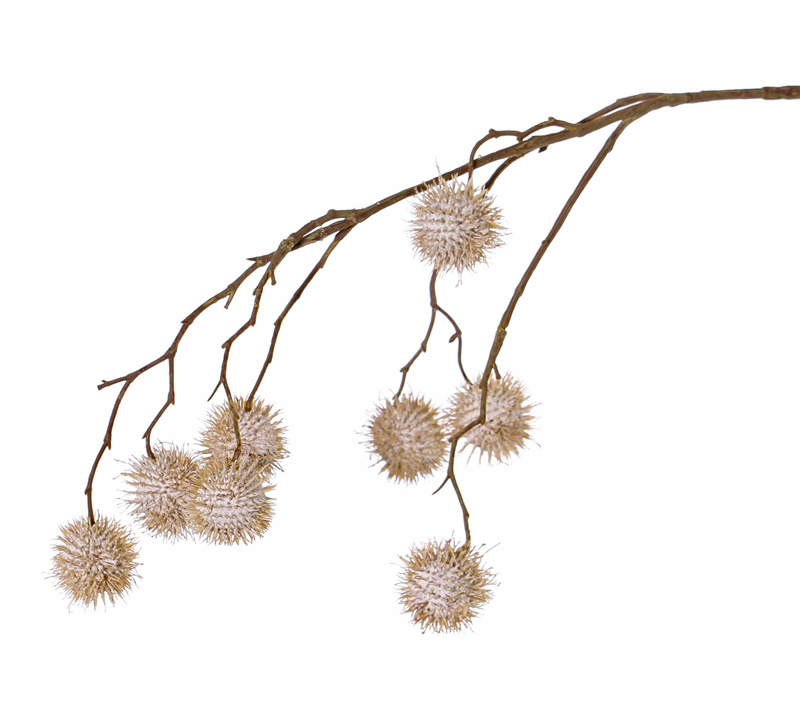 Platan javorolistý větvička s plody, přírodní, 8 plodů (Ø 3,5cm), 81cm