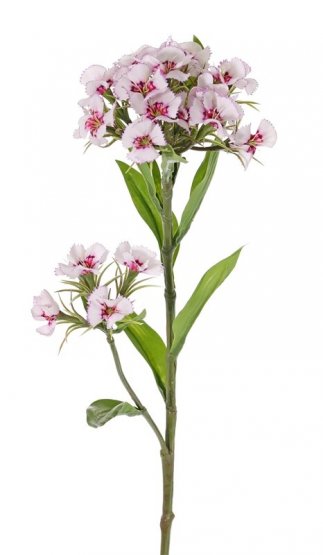 Hvozdík (Dianthus Barbatus), 2 bieloružové kvetenstvo, ako naozajstný, 60cm