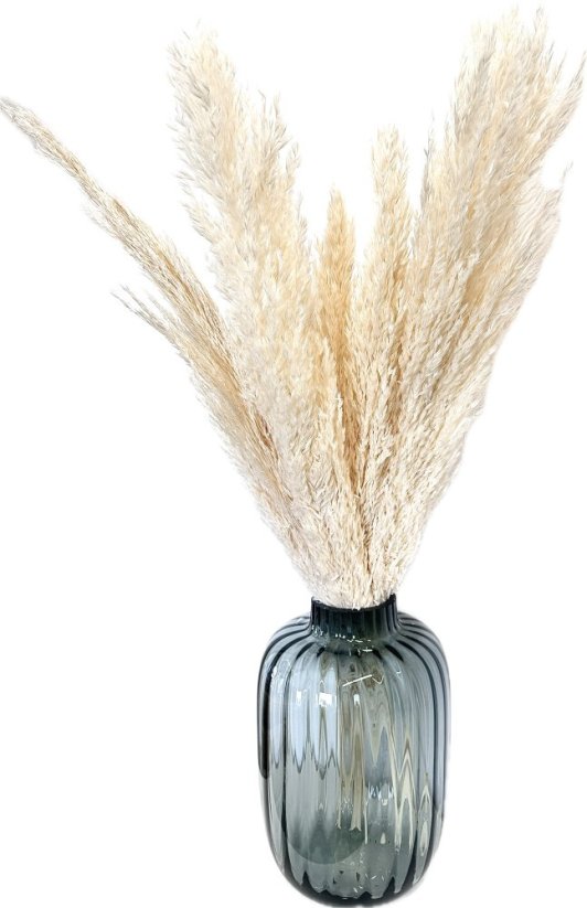 Sušená pampová tráva (pampas) Plumero Silvestre bělená svazek 3ks