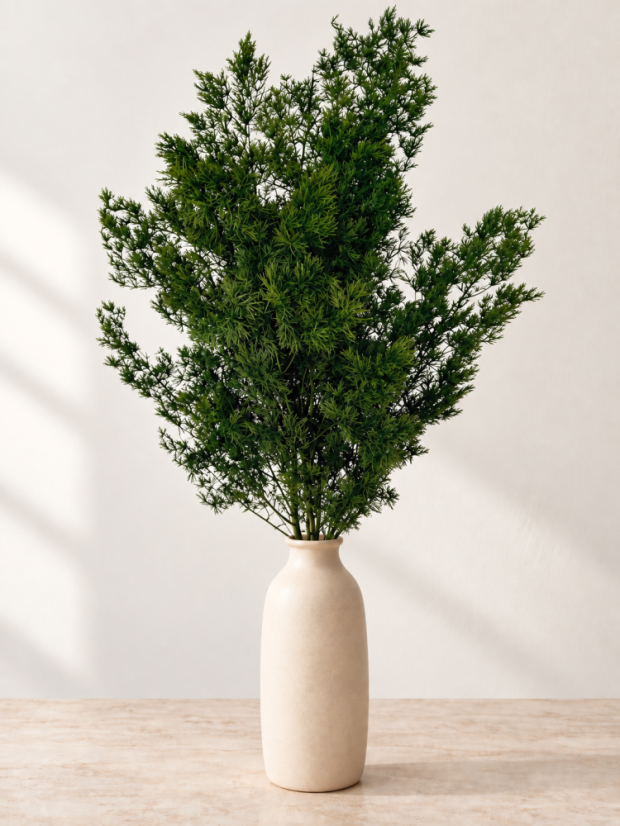 Stabilizovaný Asparagus Miro zelený, svazek