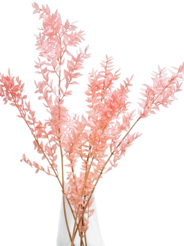 Stabilizovaný ruskus (ruscus) kytice/svazek starorůžový - Balení: 60g