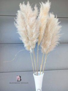 Sušená pampová tráva Cortaderia Fluffy prírodne svetlá 120cm
