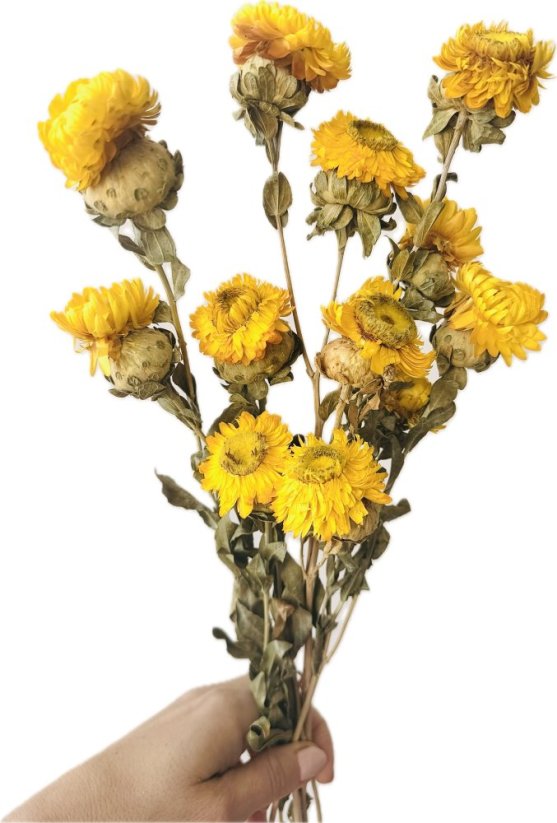 Helichrysum, slamienka žltá
