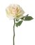 Růže smetanová 'de luxe' Ø 12cm, 30cm