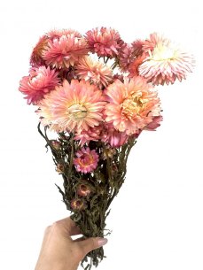 Helichrysum, slaměnka růžová mix