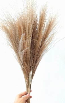 Miscanthus (Ozdobnica čínska) prírodná, sušená tráva zväzok