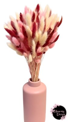 Sušená kytica 100ks zajačieho chvostíka, vínová/pink/biela