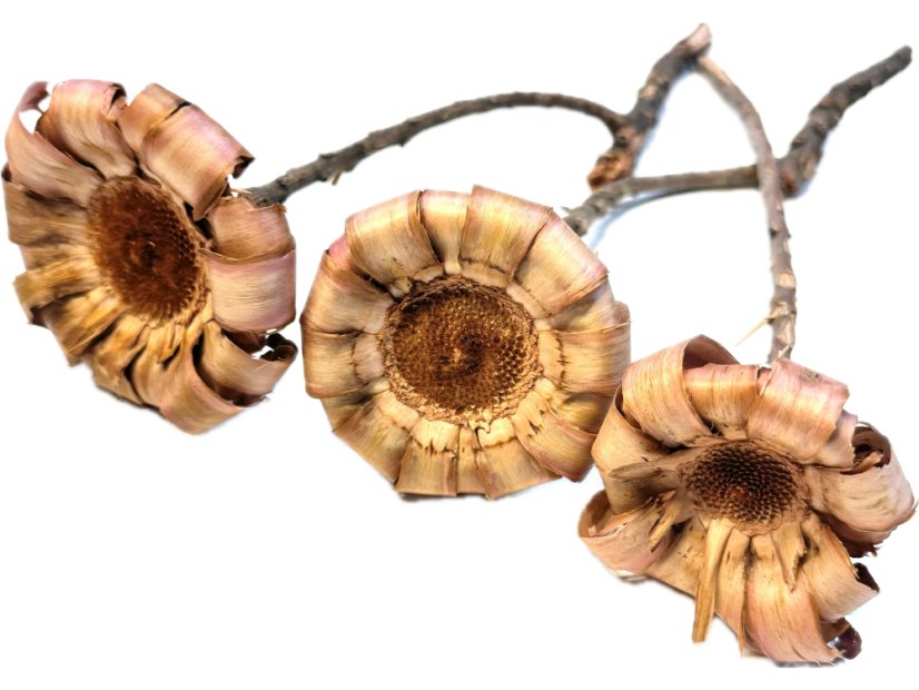 Sušená PROTEA ARROTOLATA CURLY balenie