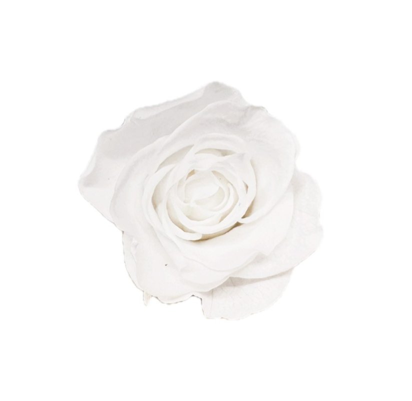 Stabilizovaná růže KIARA  M bílá (hlava)