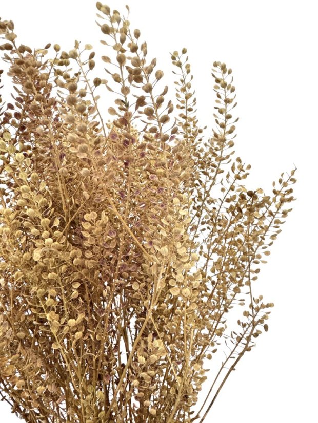 Žerucha (Lepidium) prírodná sušená zväzok