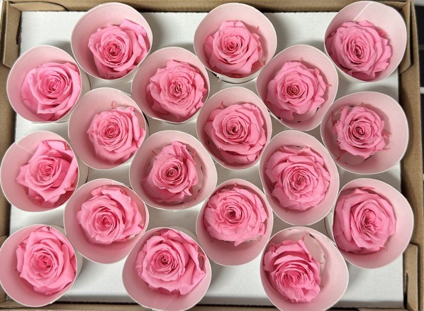 Stabilizovaná ruža Rose Amor  S ružová (hlava)