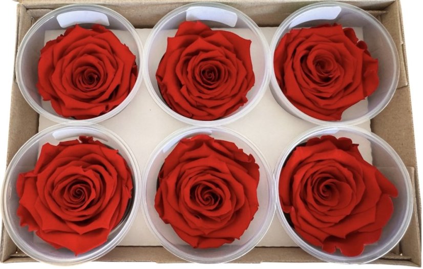 Stabilizovaná ruža Rose Amor XL červená (hlava)
