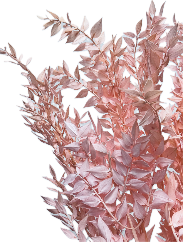 Stabilizovaný ruskus (ruscus) kytica/zväzok svetlo ružových vetvičiek