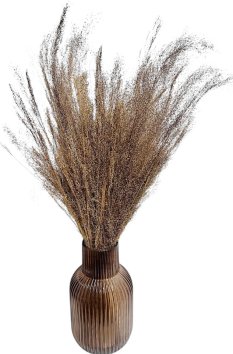 Sušená travina Agrostis přírodní 40cm, svazek