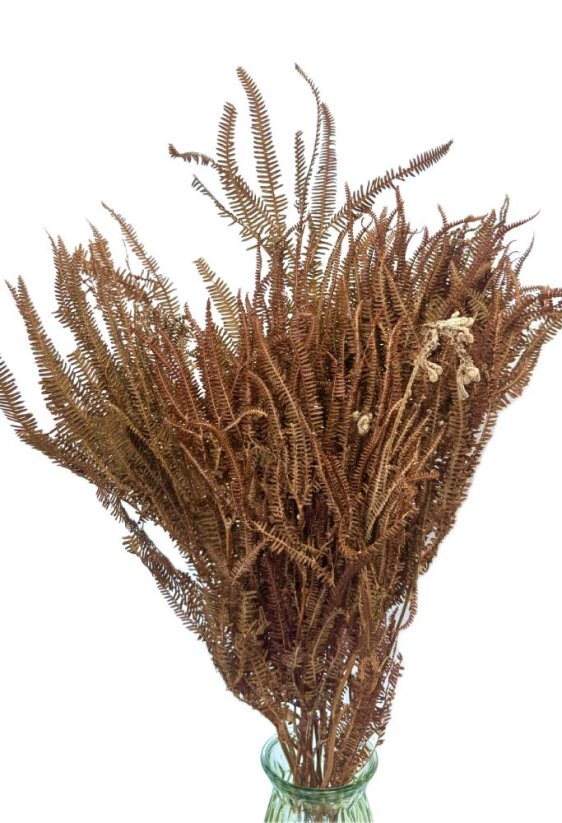Stabilizovaná kapradina hnědá svazek 60-80cm - Balení: 150g