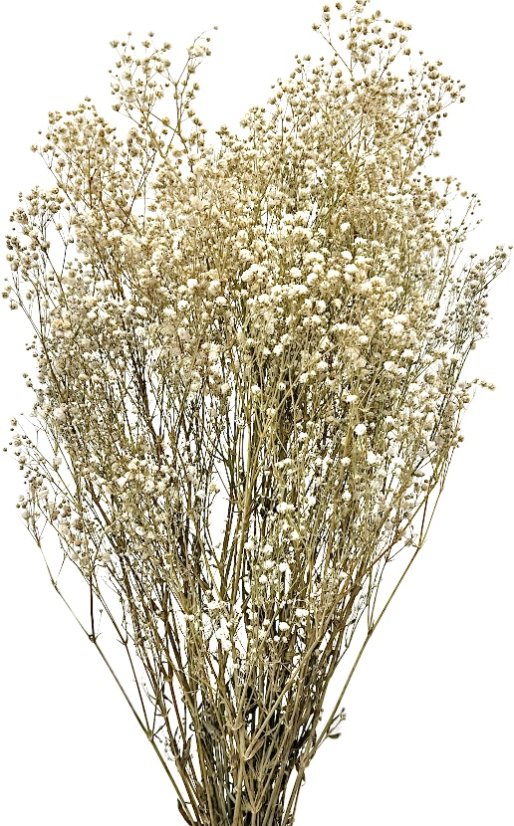 Nevěstin závoj/stabilizovaná Gypsophila zväzok/kytica prýrodná champagne - Balenie: 90g-95g