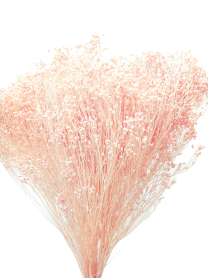 Sušený Broom Bloom svetlo ružový, kytica/zväzok