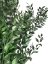 Stabilizovaný ruskus (ruscus) kytica/zväzok zelený vetvičiek - Balenie: 60g
