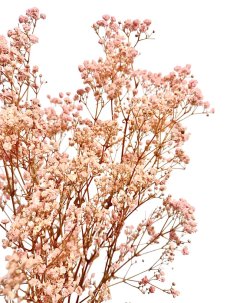 Nevěstin závoj/stabilizovaná Gypsophila svazek/kytice SVĚTLE RŮŽOVÁ