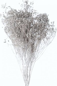 Stabilizovaný Broom Bloom sivý, kytica/zväzok