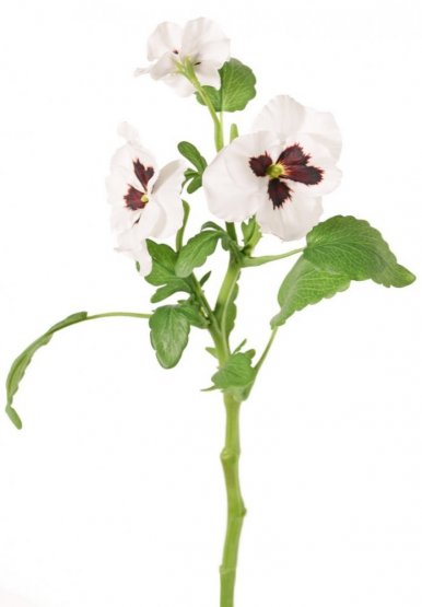 Maceška/violka bílá 3 květy, jako opravdová, 35cm