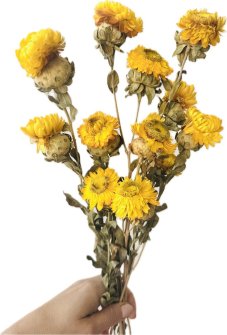 Helichrysum, slaměnka žlutá